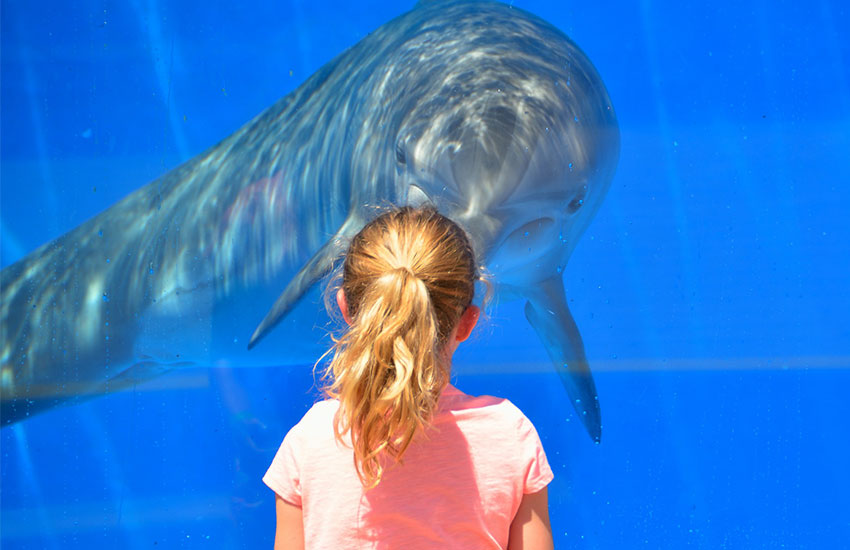 young girl looking at dolphin in aquarium